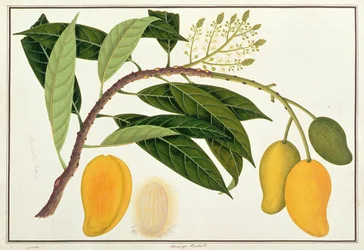 Mango Bodol, from Drawings of Plants from Malacca, c.1805-18